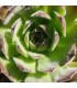 Sempervivum ‘Froty Coffee’