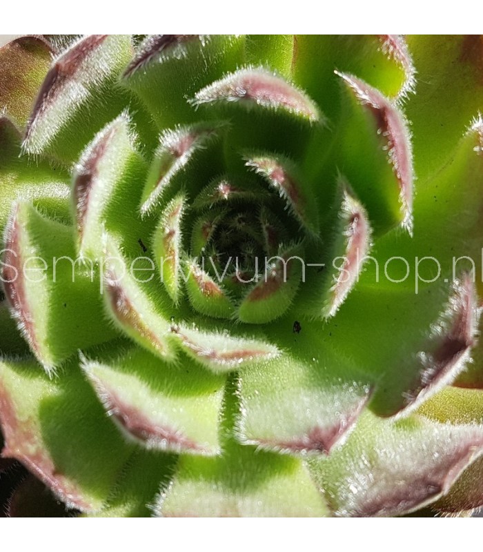 Sempervivum ‘Froty Coffee’