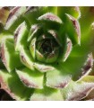 Sempervivum ‘Froty Coffee’