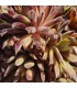 Sempervivum 'Devils Touch'