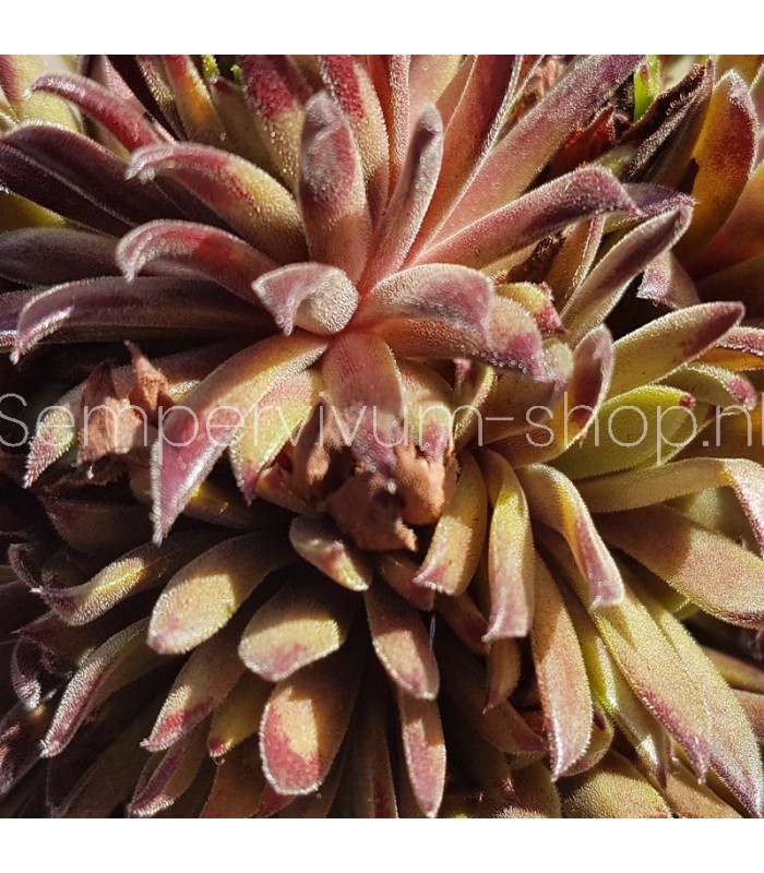 Sempervivum 'Devils Touch'
