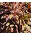 Sempervivum 'Devils Touch'
