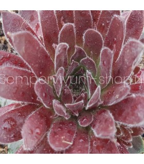 Sempervivum ‘Samtrot’