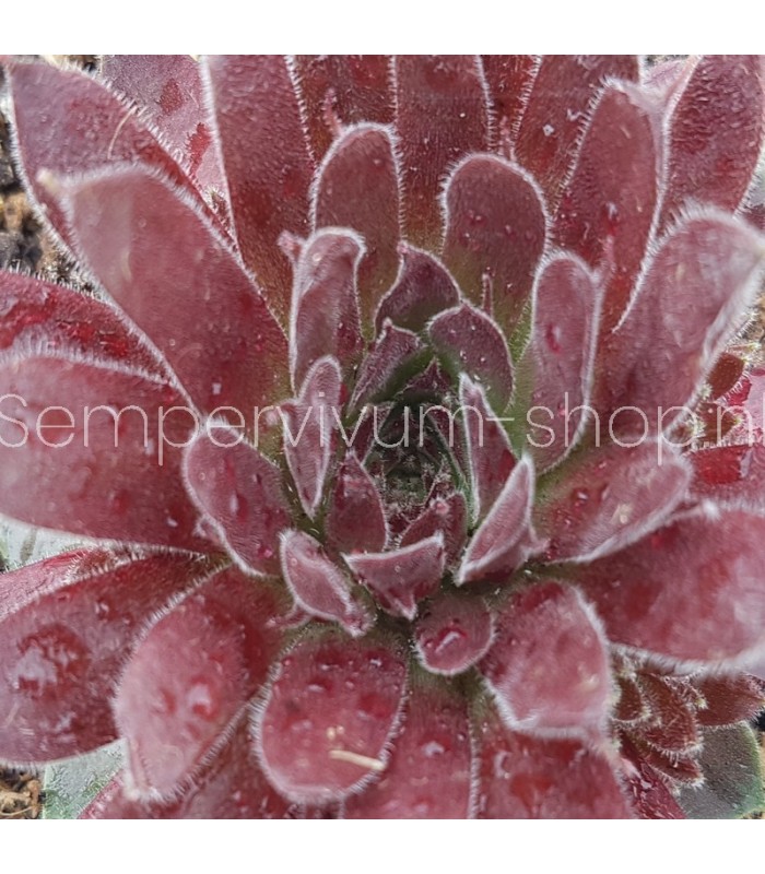 Sempervivum ‘Samtrot’