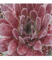 Sempervivum ‘Samtrot’
