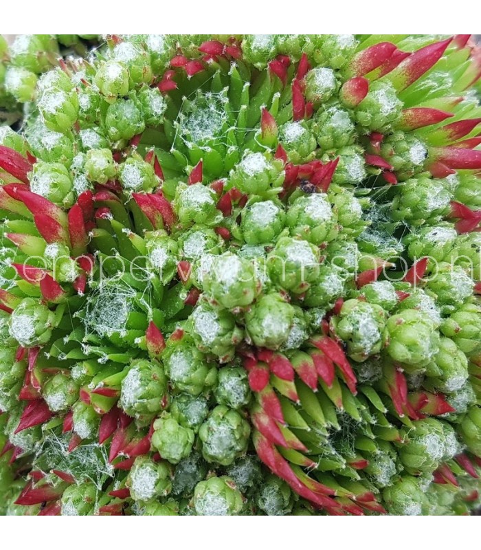 Sempervivum ‘Italica Piccolo’