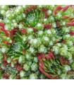Sempervivum ‘Italica Piccolo’