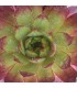 Sempervivum ‘Flasher’