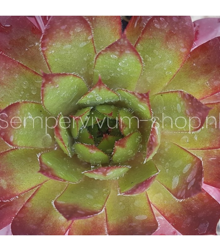 Sempervivum ‘Flasher’