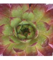 Sempervivum ‘Flasher’