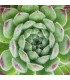 Sempervivum 'Ruthenicum'