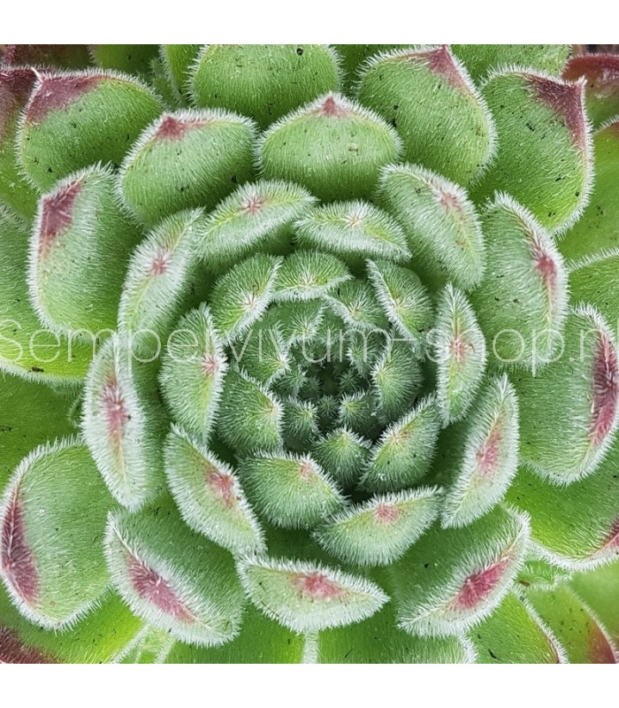 Sempervivum 'Ruthenicum'