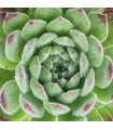 Sempervivum 'Ruthenicum'