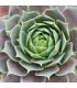 Sempervivum ‘Kerstin’