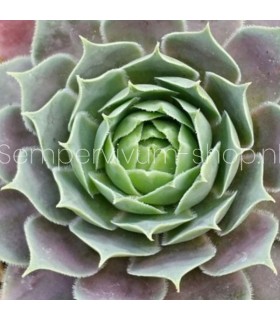 Sempervivum ‘Kerstin’