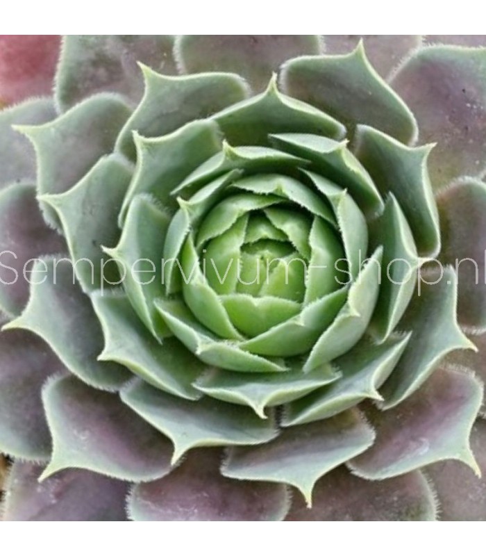 Sempervivum ‘Kerstin’