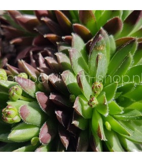 Sempervivum ‘China Green’