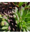 Sempervivum ‘China Green’