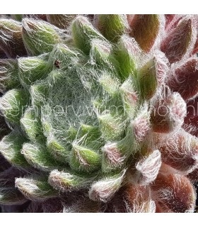 Sempervivum ‘Illusion’