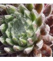 Sempervivum ‘Illusion’