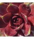 Sempervivum ‘Junimond’