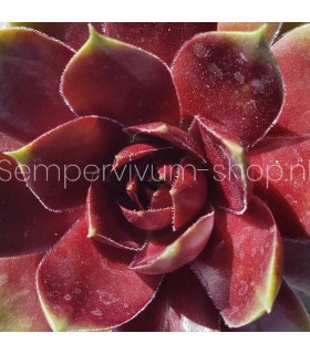 Sempervivum ‘Junimond’