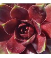 Sempervivum ‘Junimond’
