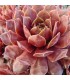 Sempervivum ‘Pinapple Punch’