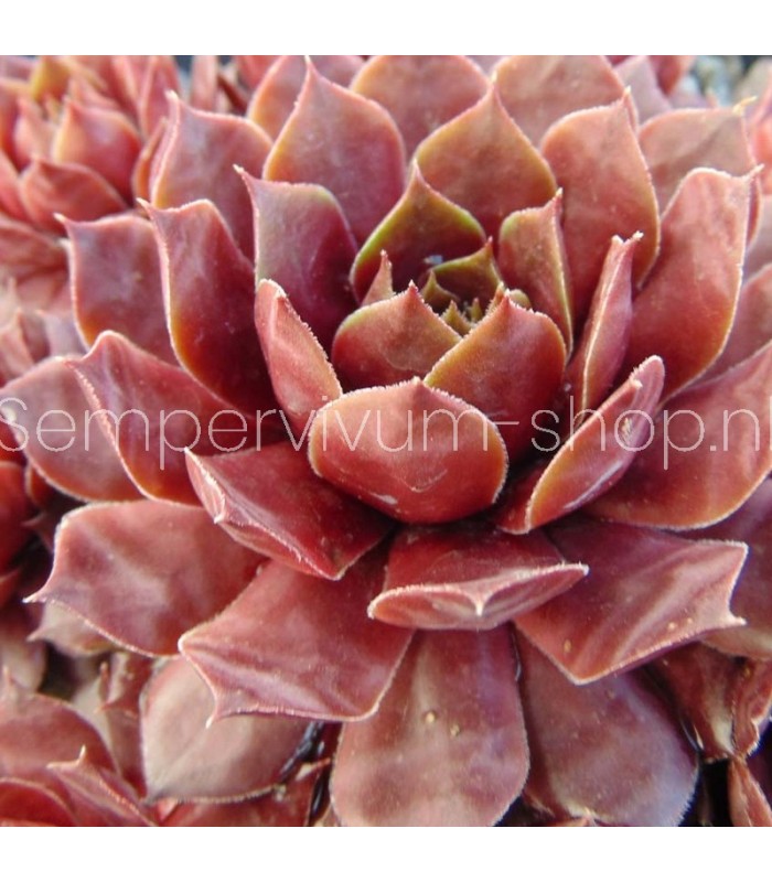 Sempervivum ‘Pinapple Punch’