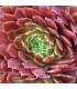 Sempervivum ‘Abendrot’