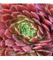 Sempervivum ‘Abendrot’
