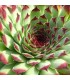 Sempervivum ‘Extra’
