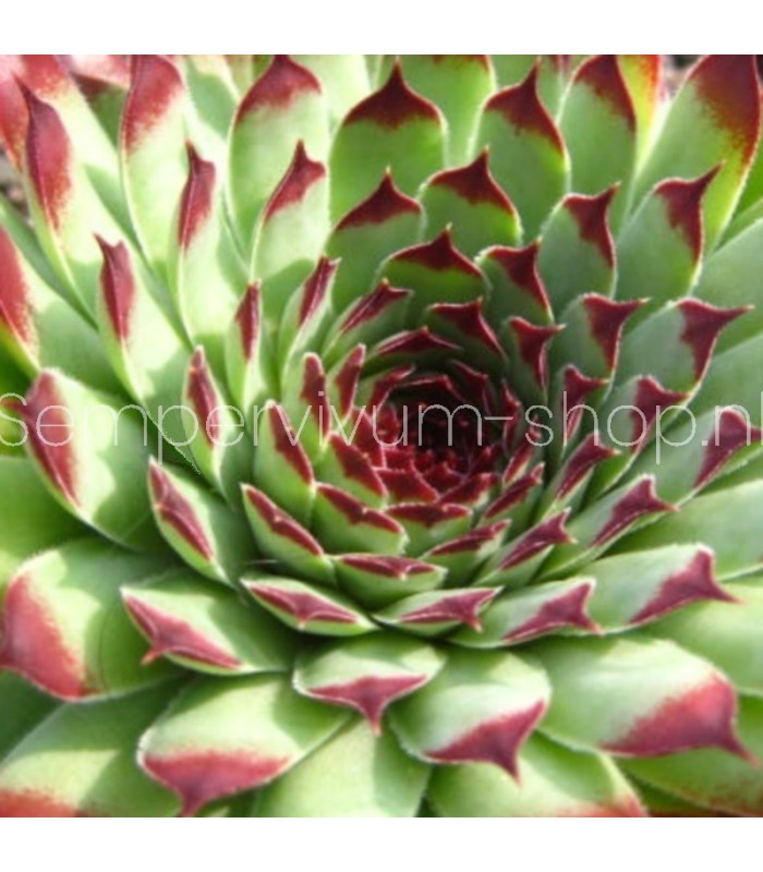 Sempervivum ‘Extra’