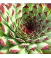 Sempervivum ‘Extra’