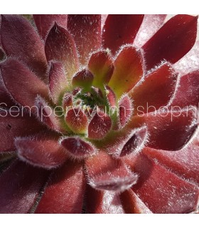 Sempervivum ‘Just Peachy’