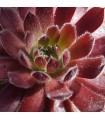 Sempervivum ‘Just Peachy’