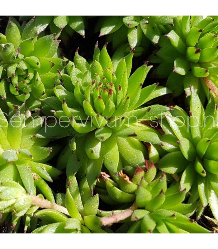 Sempervivum ‘Lillys Love’