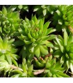 Sempervivum ‘Lillys Love’