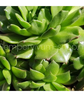 Sempervivum ‘Green Waters’