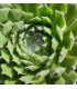 Sempervivum ‘Zehava’