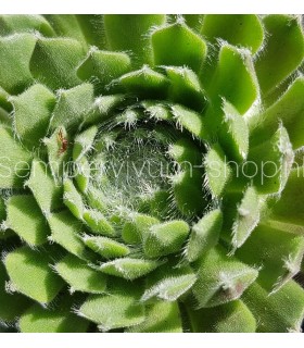 Sempervivum ‘Zehava’