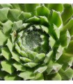 Sempervivum ‘Zehava’