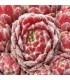 Sempervivum ‘Ice Berry’