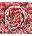 Sempervivum ‘Ice Berry’