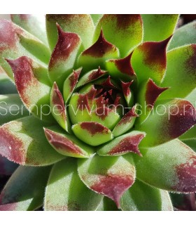 Sempervivum ‘Martin Haberer’