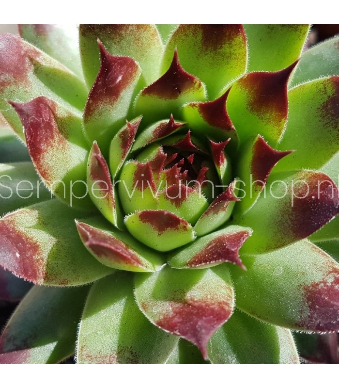 Sempervivum ‘Martin Haberer’