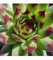 Sempervivum ‘Martin Haberer’
