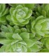 Sempervivum ‘Lemon Babies’