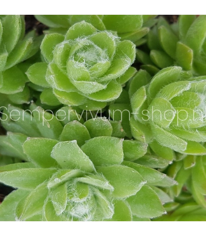 Sempervivum ‘Lemon Babies’