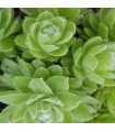 Sempervivum ‘Lemon Babies’